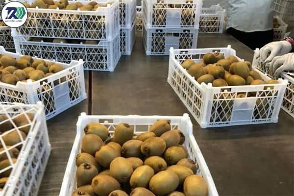 Why India Prefers Kiwifruit from Iran