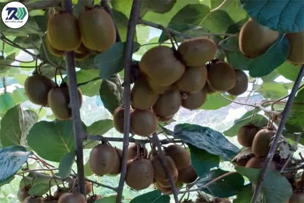 How to produce kiwi fruit?